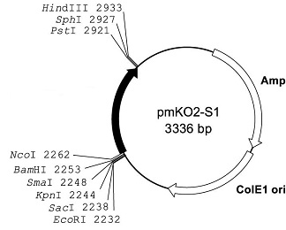 Plasmid map of pmKO2-S1